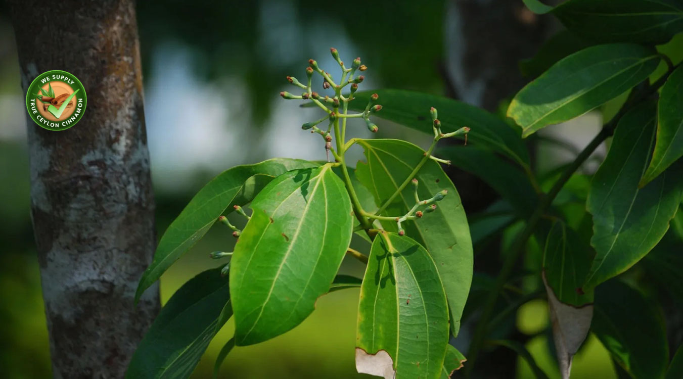 Cinnamon Tree